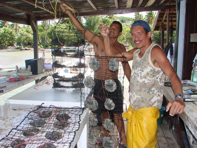 Oyster openers show off what they have gathered from the lagoon © BW Media